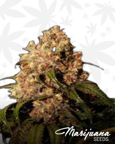 Mendo Grape Kush