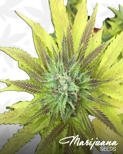 Mendo PurpsAka Mendocino Purple