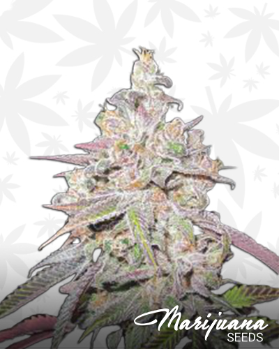 Mendocino Chanel Kush