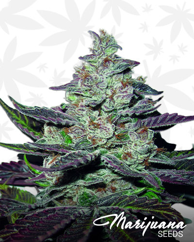 Mendocino Purple Kush