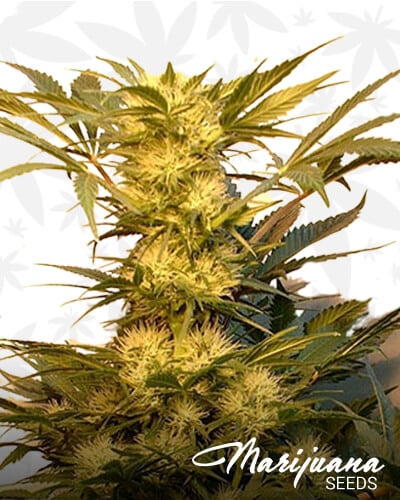 Mexican Haze x Victorie 1