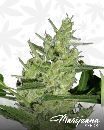 Mextiza Strain