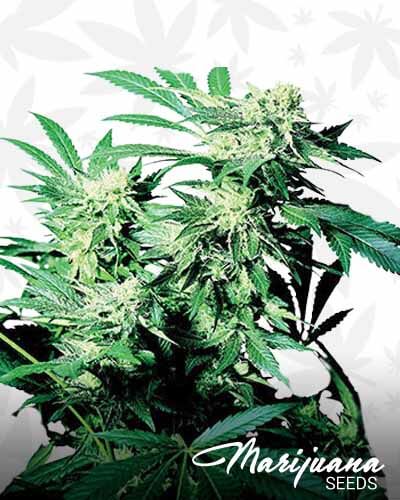 Michigan Skunk
