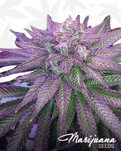 Michigan Voodoo Purple 1