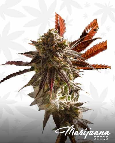 Micky Kush 1
