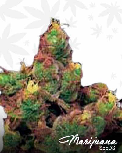 Midnight Kush 1