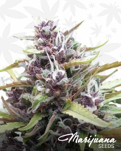 Midnight Sun Kush
