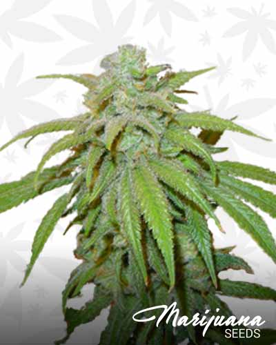 Mikado x BC Kush