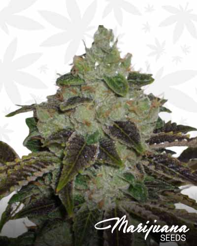 Mile High Volcano