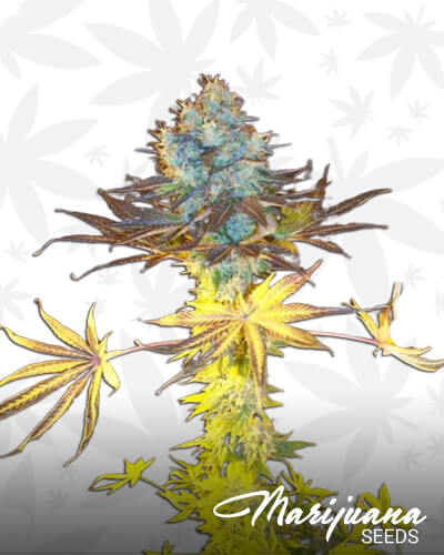 Molikai Kush