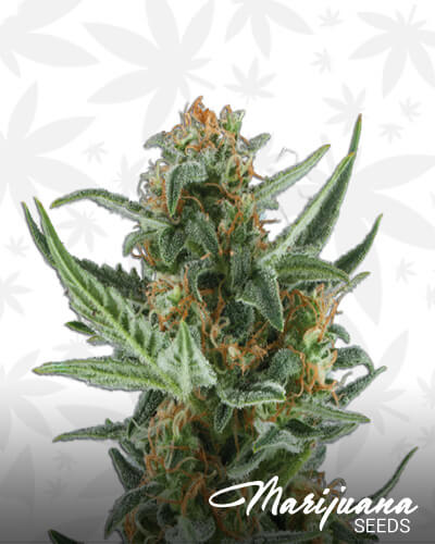 Monster Dwarf Auto