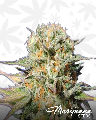 Montuc Kush