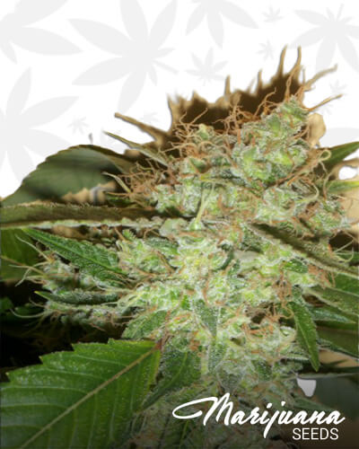 Moon Walker Kush
