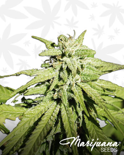 Mountain Bud