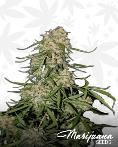 Mountain Kush