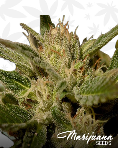 Mr Jekyll Kush