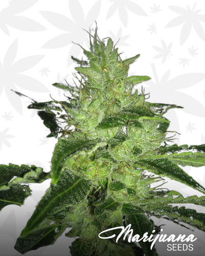 Mrx Kush 1