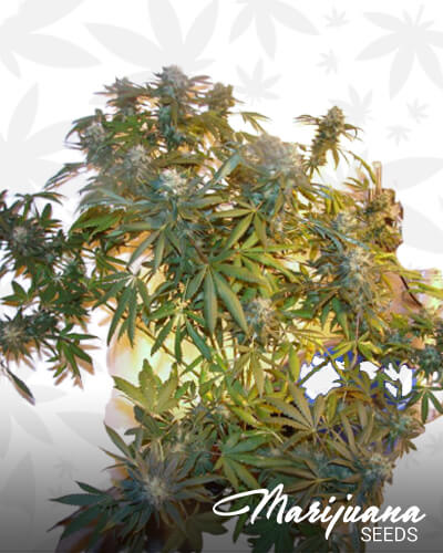 Muerte OG Kush 1