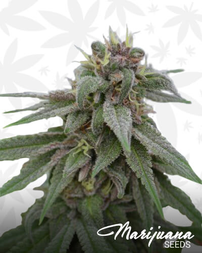 NL Leopard Kush x Pure Kush 1