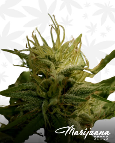 NY Kush 1