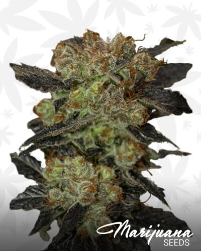 NY Purple Diesel 1