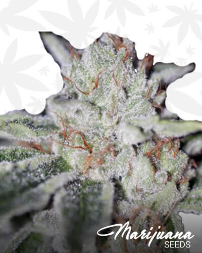 Naked City Kush