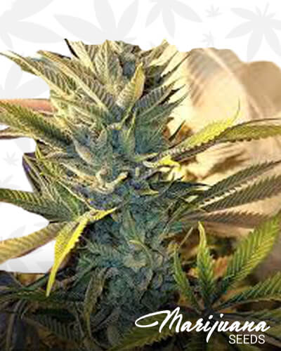 Narcoberry Kush 1