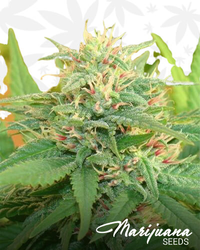 Narcotic Kush 1