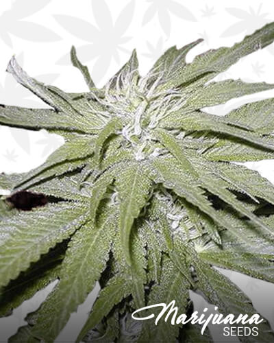Narkush 2