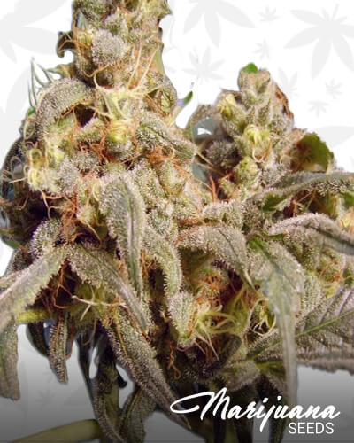 Nepal Kush