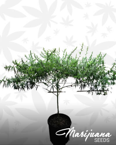 Nepalese Highland Sativa Heirloom