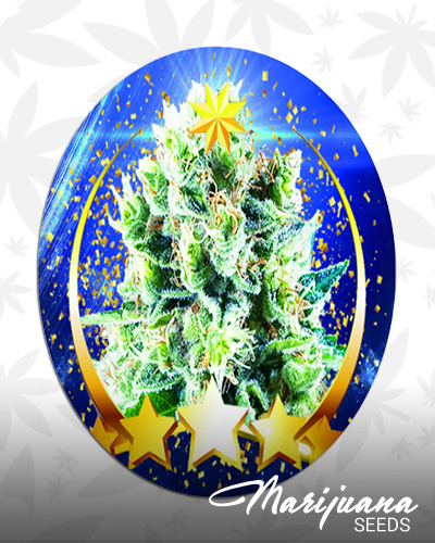 Neptune Kush Auto