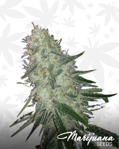Never Summer Kush