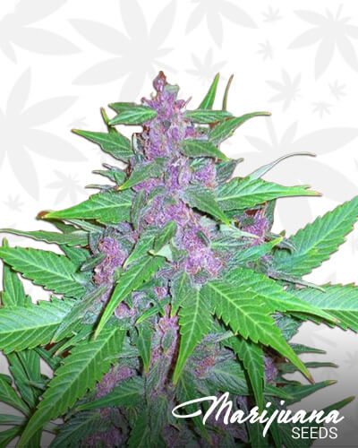New Purple Power