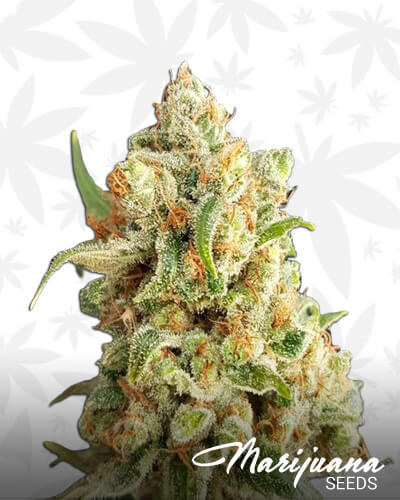 New York Diesel Strain