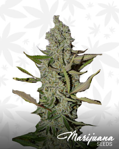 Northern Cheese Haze 1