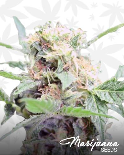 Northern Kush 1