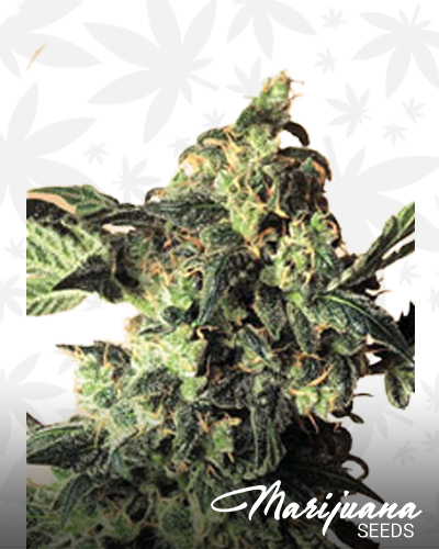 Northern Lights