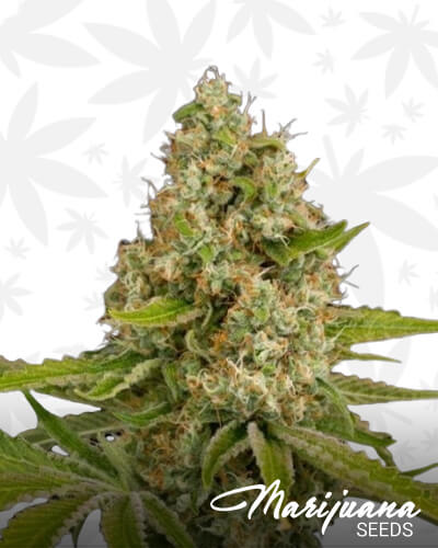 OG Kush x Black Domina 1
