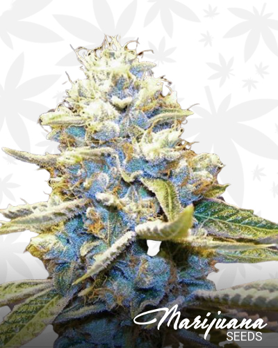 Star killer Og