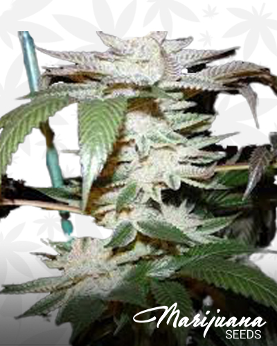 White Fire OG x Alien Kush F2