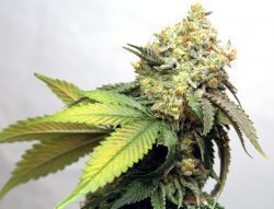 bigstock Marijuana Close up of Female 349630903