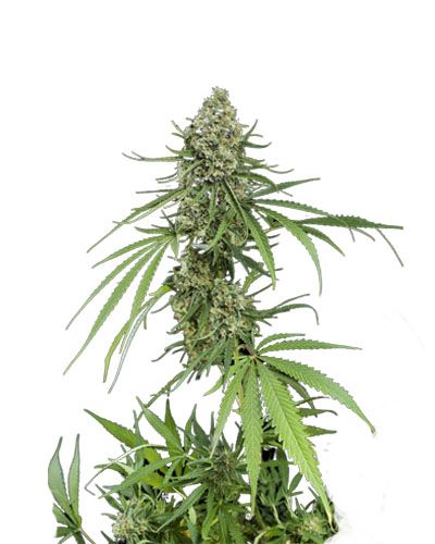 critical ++ strain