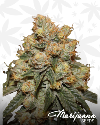 gamma berry