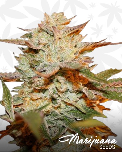 gelato 33 x strawbanana cream