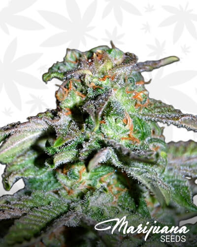 iHaze
