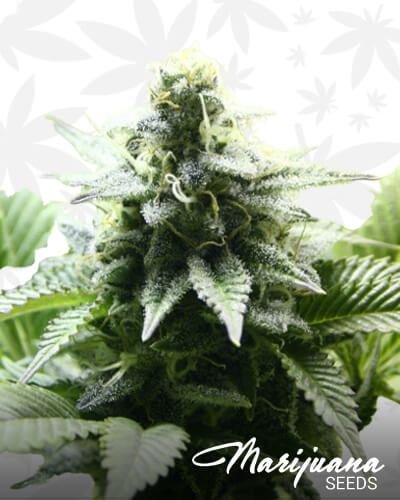 indica cream product image 95 1