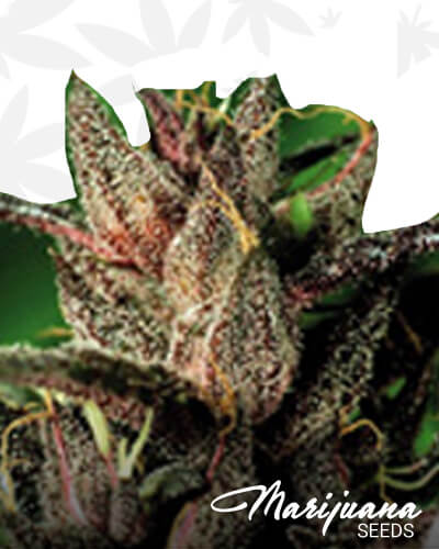 lady purple1