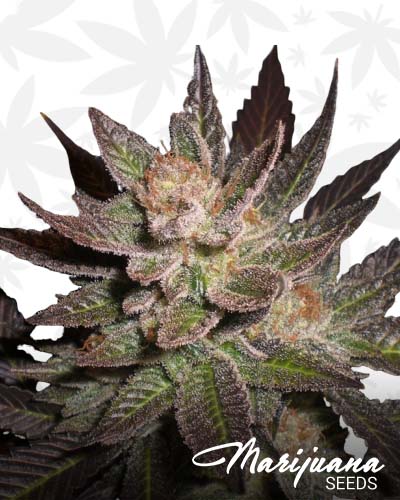 lava kush