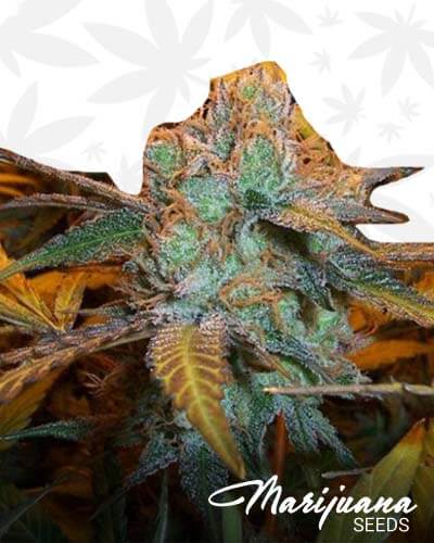 lavender queen1 1